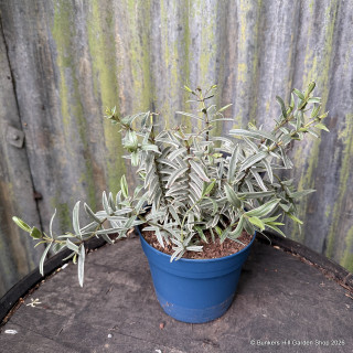 Hebe 'White Queen' 2L