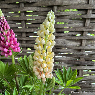 Lupin (mixed colours)