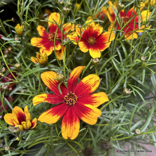 Perennials - mix & match