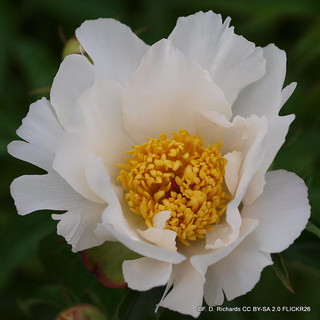 Peony lactiflora 'Krinkled White' 2L