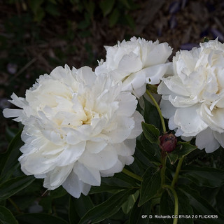 Paeonia lactiflora 'Shirley Temple' (Peony) 2ltr