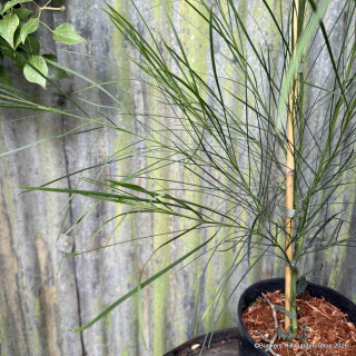 Acacia retinoides 3L