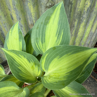Hosta 'Touch of Class' 2L