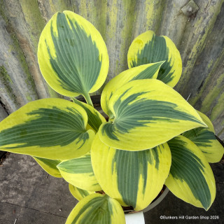 Hosta Shadowland 'Autumn Frost' 2L
