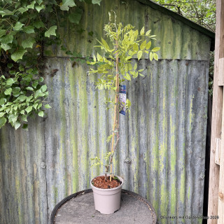 Wisteria brachybotrys 'Okayama' 3L
