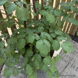 Thalictrum 'Nimbus Pink' 2Ltr