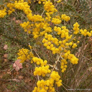 Acacia pravissima 2L