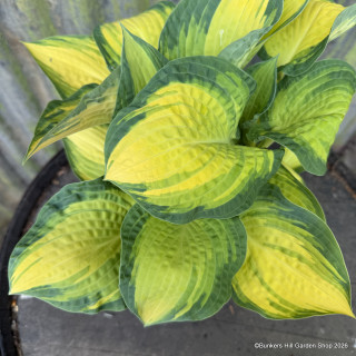Hosta 'Happy Days'