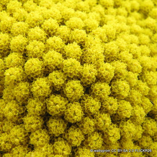 Achillea Cloth of Gold 1ltr