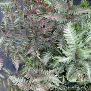 Athyrium niponicum pictum 1ltr pot