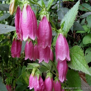 Campanula punctata 'Cherry Bells' 1ltr pot