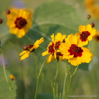 Coreopsis 'Sterntaler' 1ltr pot