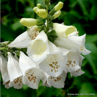 Digitalis purpurea ‘Camelot Cream’ (Foxglove) 1ltr