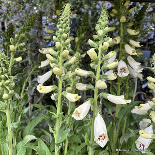 Digitalis purpurea 'Dalmatian White' (Foxglove) 1ltr