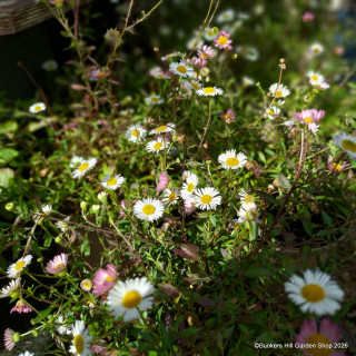 Erigeron karvinskianus