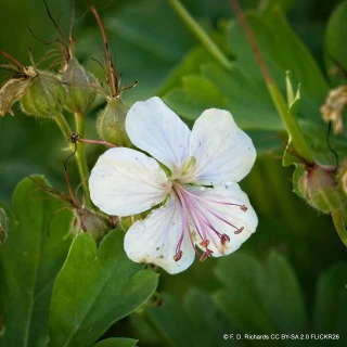 Geranium x cantabrigiense 'St. Ola) 1ltr