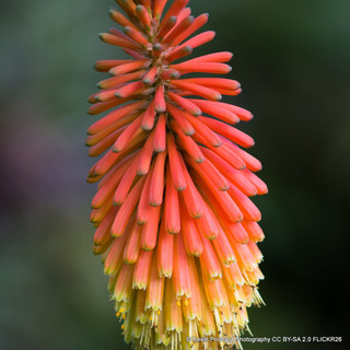 Kniphofia uvaria hybrid 'Flamenco' - 1ltr