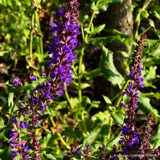 Salvia Living Large 'Big Sky'-1L