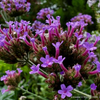 Verbena bonariensis 'Vanity'-1L