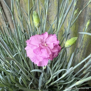Dianthus 'Pink Celebration' 2L