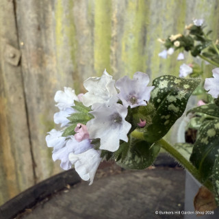 Pulmonaria 'Opal' 4L