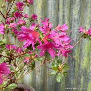 Japanese Azalea