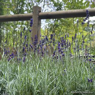 Lavandula ang. Hidcote p25