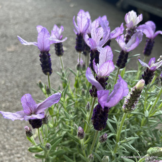 Lavender 'Anouk' (Lavandula) Large (3L)