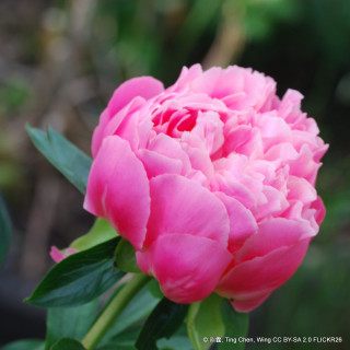 Paeonia lactiflora 'Bouquet Perfect'-3L