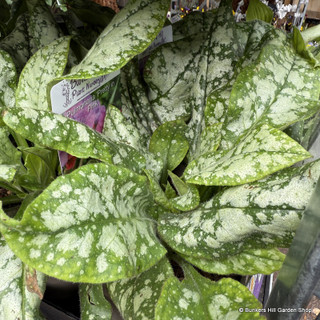 Pulmonaria 'Pretty in Pink'-1L