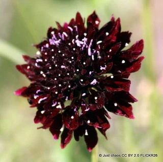 Scabiosa columbaria 'Borocca' 1ltr