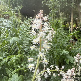 Tiarella 'Jeepers Creepers' 3ltr pot
