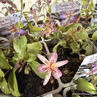 Tricyrtis 'Tojen' 1ltr