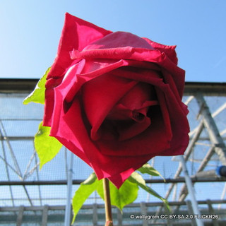Ena Harkness - Climbing Rose