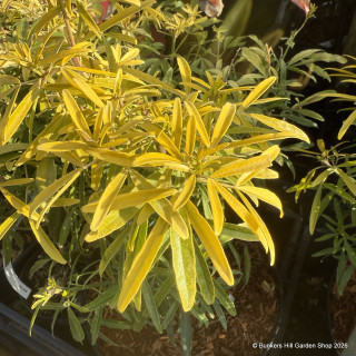 Choisya 'Aztec Gold' 10L