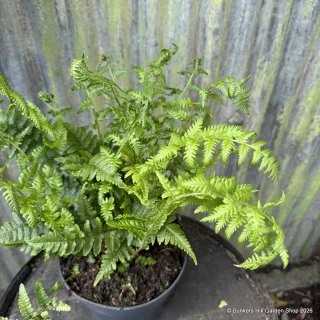 Dryopteris filix-mas (Fern) - XL