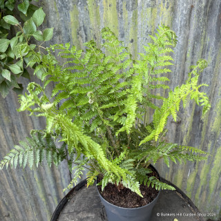 Polystichum braunii (Fern) XL