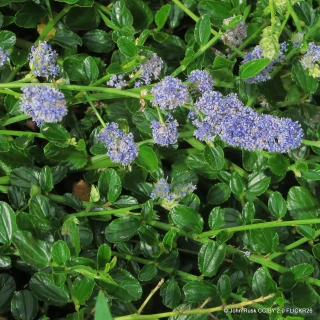 Ceanothus Thyrsiflorus Repens  7.5L