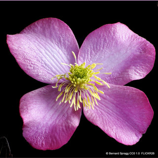 Clematis montana 'Elizabeth'- 1.5m trellis