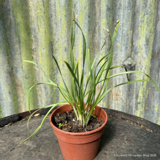 Allium nutans with lilac flowers (11cm)