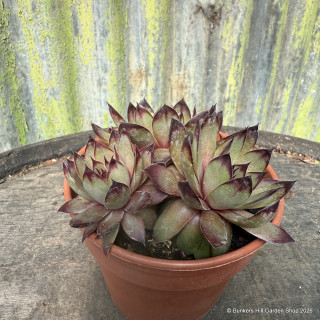 Houseleek Amethyst 11cm
