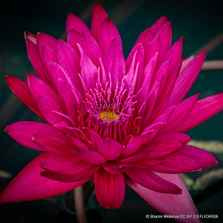 Nymphaea 'Vesuve' (Water Lily) 3ltr