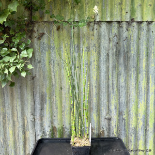 Equisetum hyemale 1 ltr