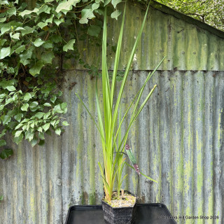 Sparganium erectum 3 ltr