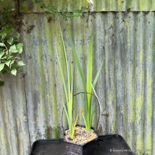 Iris louisiana 'Waihi Wedding' 3 ltr