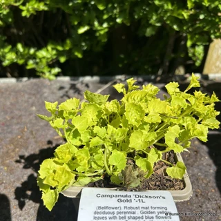Campanula 'Dickson's Gold' 1ltr pot