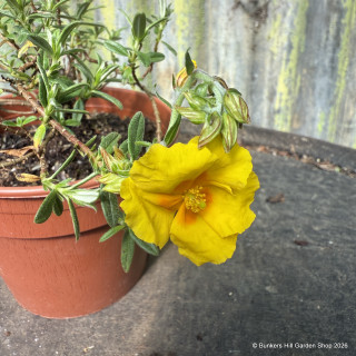 Helianthemum 'Ben Fhada' 1ltr pot
