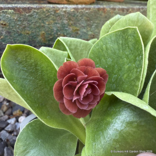 Primula auricula 'Servaz' 1ltr