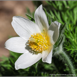 Pulsatilla vulgaris 'White Swan' 1ltr