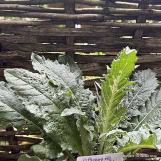 Cynara cadunculus 3ltr